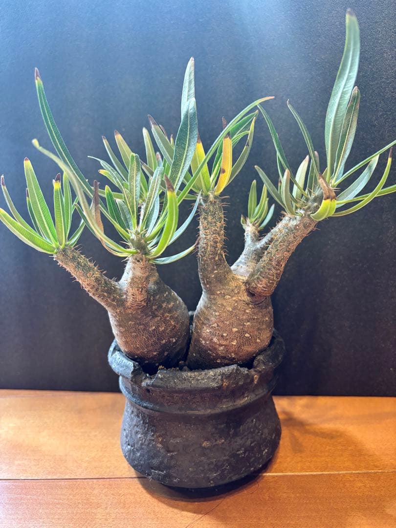 パキポディウム グラキリス (二頭)発根済み